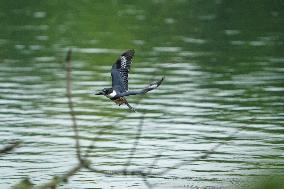 Waterfowl At The Oxbow Nature Conservancy