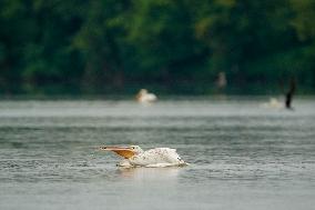 Waterfowl At The Oxbow Nature Conservancy