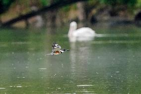 Waterfowl At The Oxbow Nature Conservancy