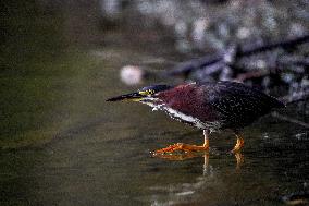 Waterfowl At The Oxbow Nature Conservancy