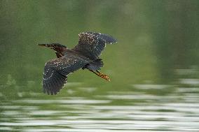 Waterfowl At The Oxbow Nature Conservancy