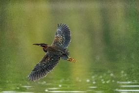 Waterfowl At The Oxbow Nature Conservancy