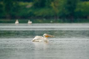 Waterfowl At The Oxbow Nature Conservancy