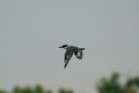 Waterfowl At The Oxbow Nature Conservancy