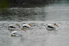 Waterfowl At The Oxbow Nature Conservancy