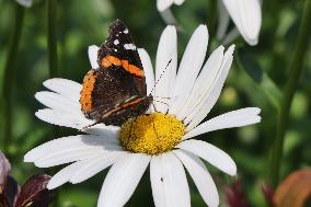 Red Admiral Butterfly