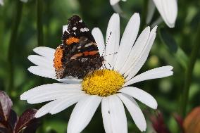 Red Admiral Butterfly