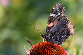 Red Admiral Butterfly