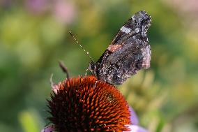 Red Admiral Butterfly