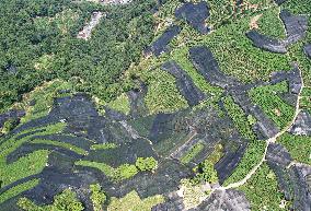 West Lake Longjing Tea Plantation Prevents High Temperatures