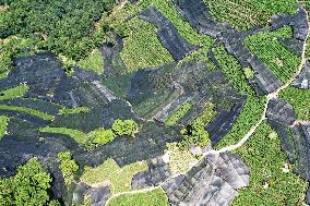 West Lake Longjing Tea Plantation Prevents High Temperatures