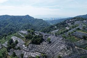 West Lake Longjing Tea Plantation Prevents High Temperatures