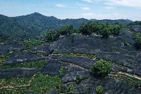 West Lake Longjing Tea Plantation Prevents High Temperatures