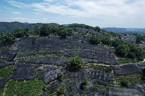 West Lake Longjing Tea Plantation Prevents High Temperatures