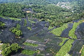 West Lake Longjing Tea Plantation Prevents High Temperatures