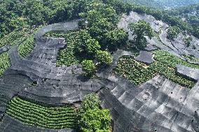 West Lake Longjing Tea Plantation Prevents High Temperatures