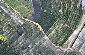 West Lake Longjing Tea Plantation Prevents High Temperatures