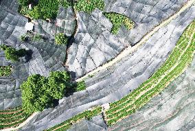 West Lake Longjing Tea Plantation Prevents High Temperatures