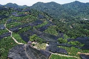 West Lake Longjing Tea Plantation Prevents High Temperatures