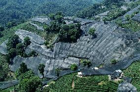 West Lake Longjing Tea Plantation Prevents High Temperatures