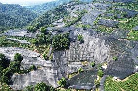 West Lake Longjing Tea Plantation Prevents High Temperatures