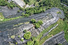 West Lake Longjing Tea Plantation Prevents High Temperatures