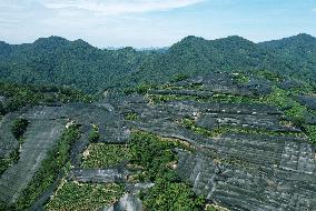 West Lake Longjing Tea Plantation Prevents High Temperatures