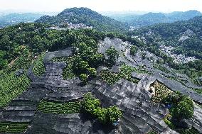 West Lake Longjing Tea Plantation Prevents High Temperatures