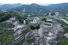 West Lake Longjing Tea Plantation Prevents High Temperatures