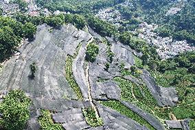 West Lake Longjing Tea Plantation Prevents High Temperatures