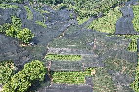 West Lake Longjing Tea Plantation Prevents High Temperatures