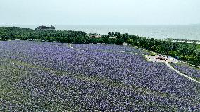 Chagan Lake in Songyuan