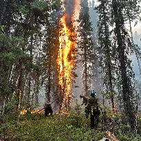 More Than 300 Wildfires Burn In British Columbia - Canada