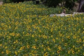 SOUTH KOREA-TAEBAEK-SUNFLOWER FESTIVAL