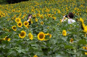 SOUTH KOREA-TAEBAEK-SUNFLOWER FESTIVAL