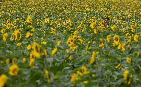 SOUTH KOREA-TAEBAEK-SUNFLOWER FESTIVAL