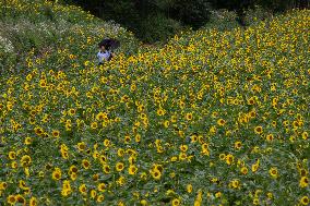 SOUTH KOREA-TAEBAEK-SUNFLOWER FESTIVAL