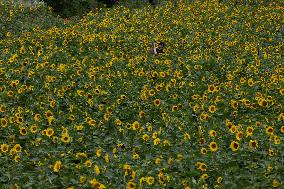 SOUTH KOREA-TAEBAEK-SUNFLOWER FESTIVAL