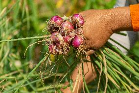 INDONESIA-YOGYAKARTA-RED ONIONS-HARVEST