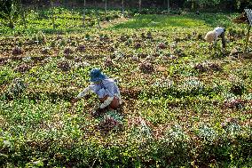 INDONESIA-YOGYAKARTA-RED ONIONS-HARVEST