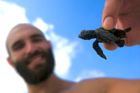 LEBANON-TYRE-BEACH-SEA TURTLE