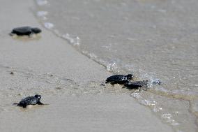 LEBANON-TYRE-BEACH-SEA TURTLE