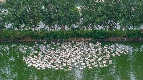 Ecological Goose Breeding Base in Suqian