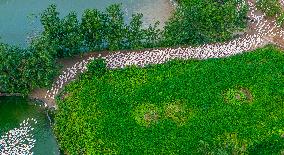 Ecological Goose Breeding Base in Suqian