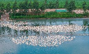 Ecological Goose Breeding Base in Suqian