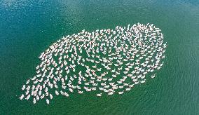 Ecological Goose Breeding Base in Suqian