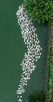 Ecological Goose Breeding Base in Suqian