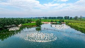 Ecological Goose Breeding Base in Suqian