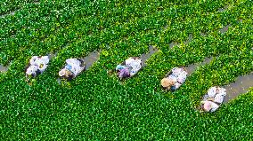 Water Chestnut Harvest