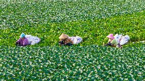 Water Chestnut Harvest